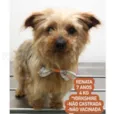 Cachorro raça York  idade 6 ou mais anos nome Renata 