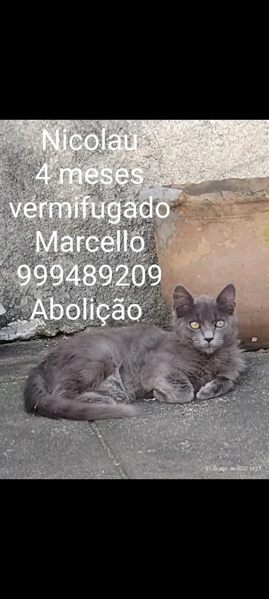 Gato ra a Pelo Curto Brasileira  idade 2 a 6 meses nome Nicilal