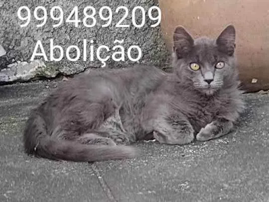 Gato ra a Pelo Curto Brasileira  idade 2 a 6 meses nome Nicilal