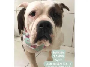 Cachorro raça American Bully  idade 3 anos nome Hanna 