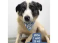 Cachorro raça Border collie  idade 1 ano nome Joca 