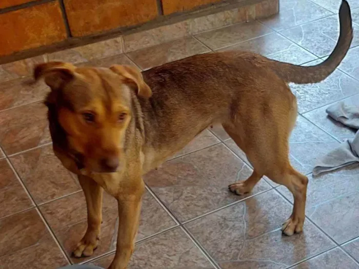 Cachorro ra a Mestiça  idade 2 anos nome Pandora