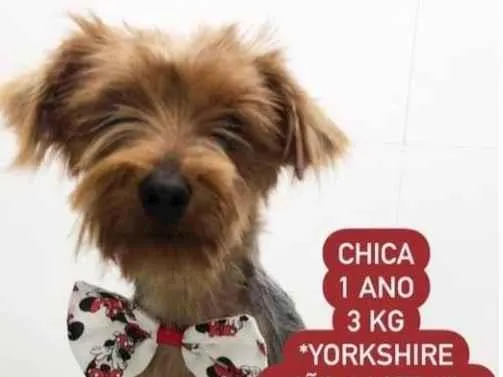 Cachorro raça York idade 1 ano nome Chica
