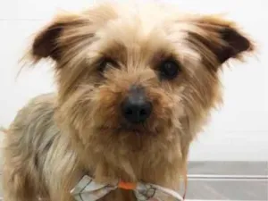 Cachorro raça York  idade 6 ou mais anos nome Renata 