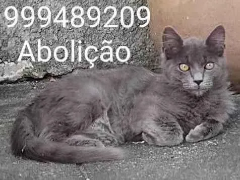 Gato ra a Pelo Curto Brasileira  idade 2 a 6 meses nome Nicilal