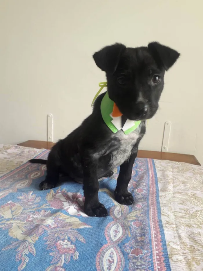 Cachorro raça Srd idade 2 a 6 meses nome Dudu