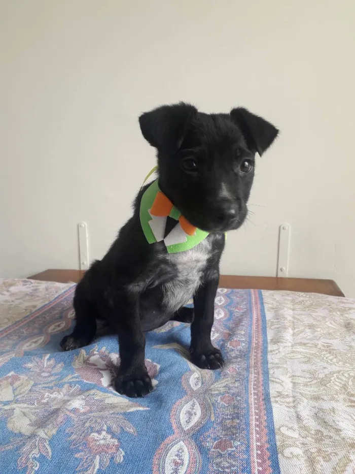 Cachorro raça Srd idade 2 a 6 meses nome Dudu