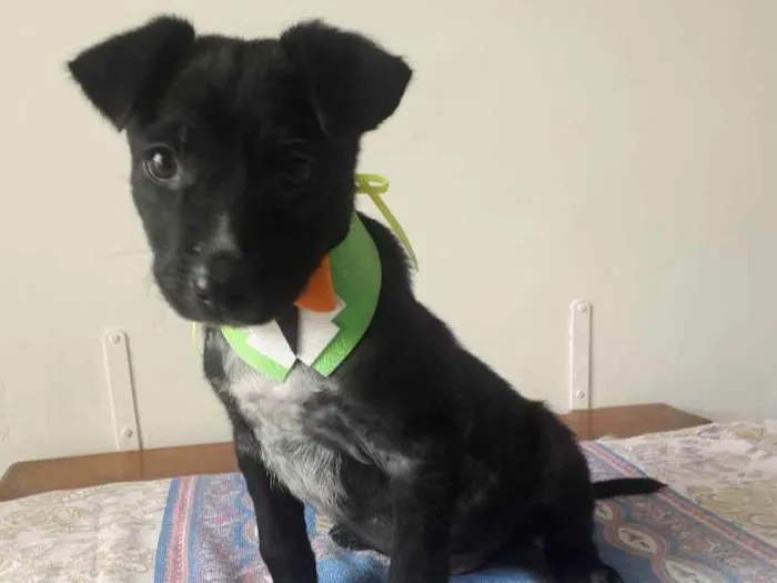 Cachorro raça Srd idade 2 a 6 meses nome Dudu