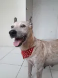 Cachorro raça Srd idade 2 anos nome Dorinha 