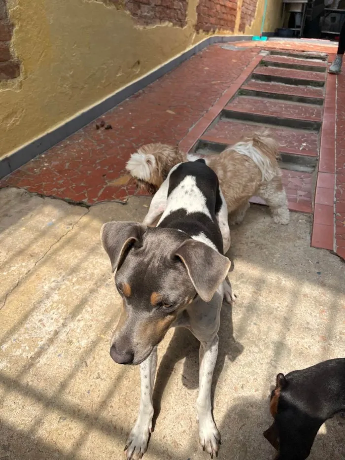 Cachorro ra a Fox Paulistinha  idade 2 anos nome Bernardo 