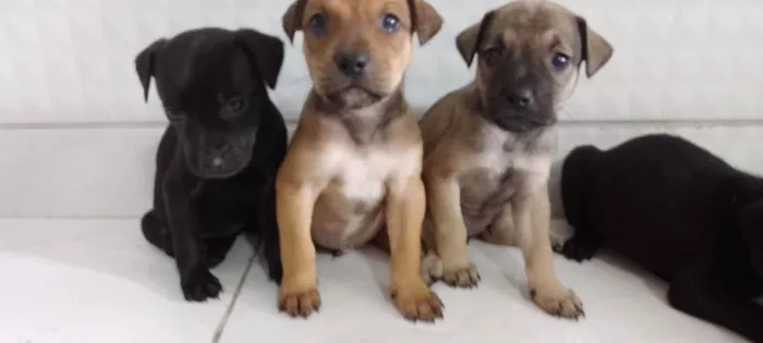 Cachorro ra a Srd idade Abaixo de 2 meses nome Dom