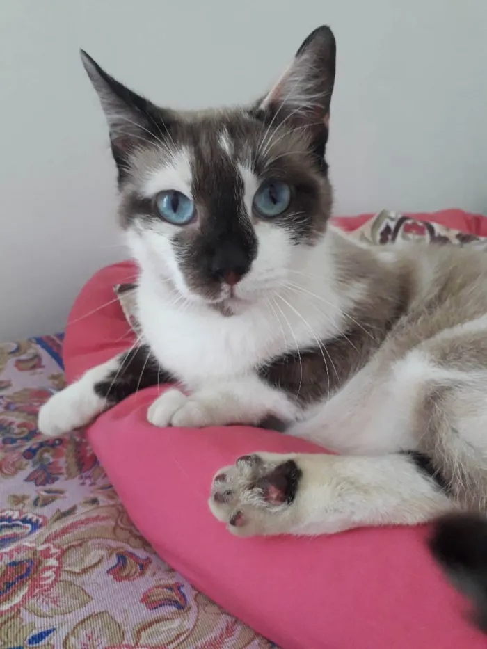 Gato raça Srd idade 1 ano nome Pandora