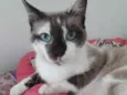 Gato raça Srd idade 1 ano nome Pandora