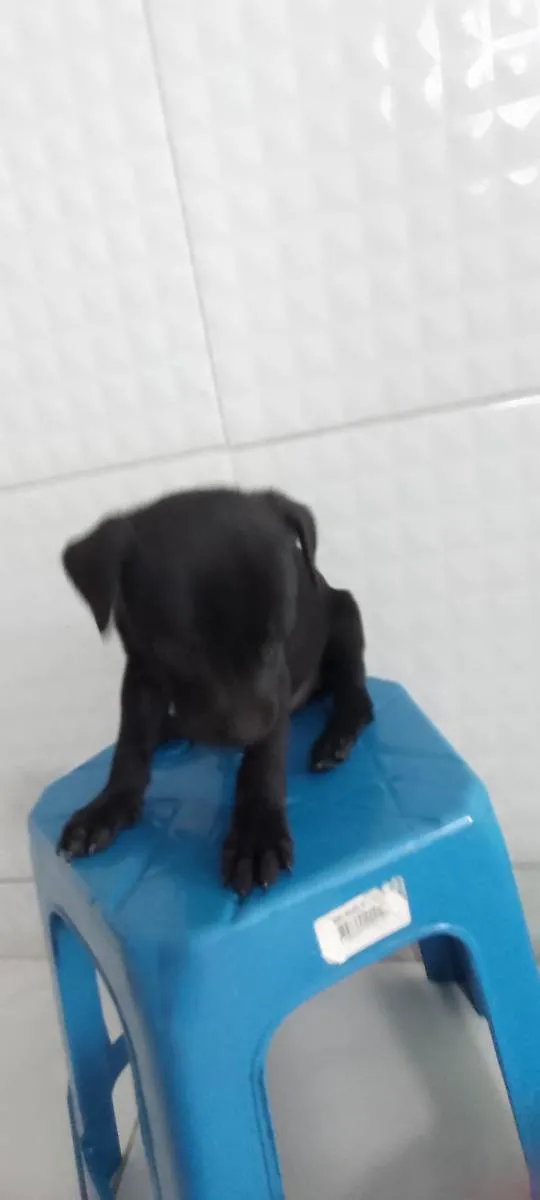 Cachorro ra a Srd idade Abaixo de 2 meses nome B1 e B2