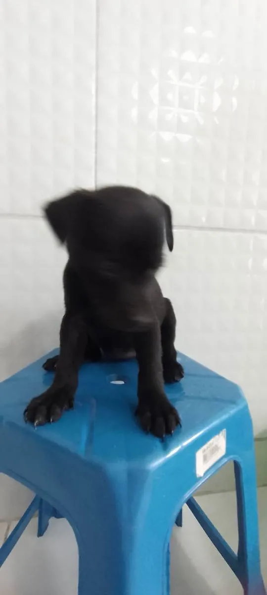 Cachorro ra a Srd idade Abaixo de 2 meses nome B1 e B2