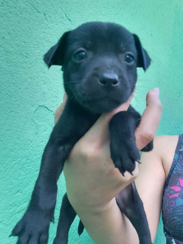 Cachorro ra a Srd idade Abaixo de 2 meses nome B1 e B2