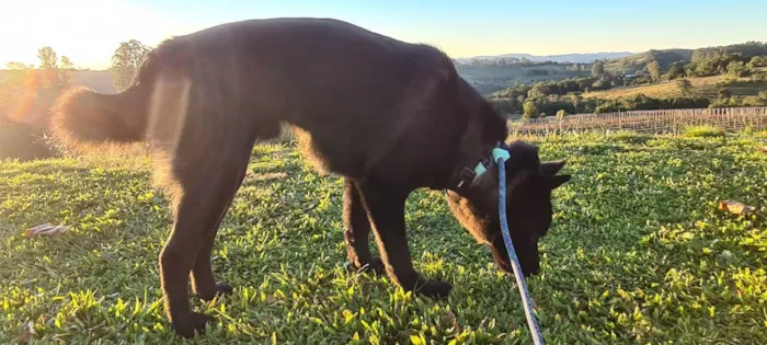 Cachorro ra a SRD idade 7 a 11 meses nome Urso