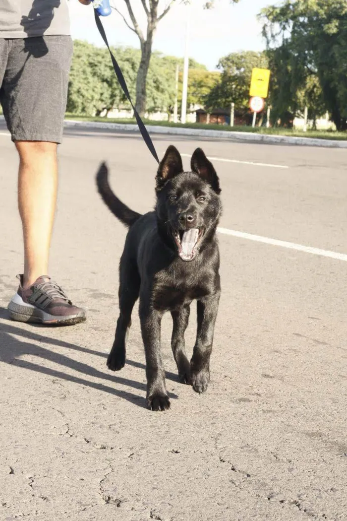 Cachorro ra a SRD idade 7 a 11 meses nome Urso