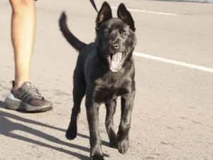 Cachorro raça SRD idade 7 a 11 meses nome Urso