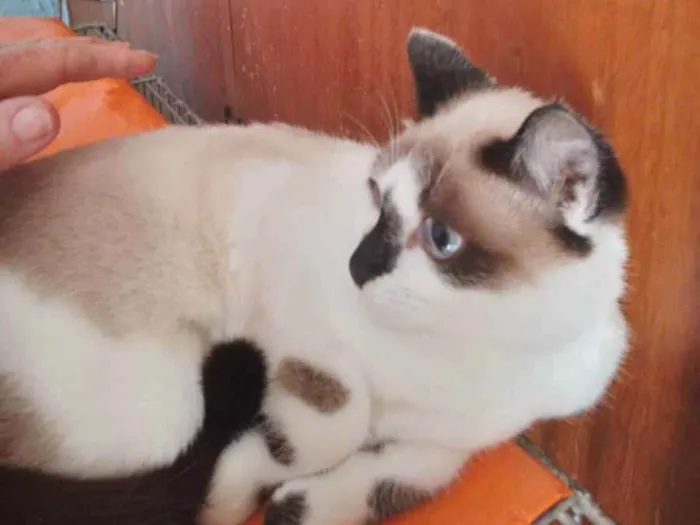 Gato raça Srd idade 2 a 6 meses nome Misty