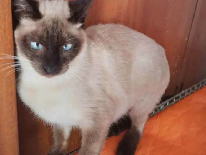 Gato raça Srd idade 2 a 6 meses nome Malu