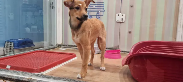 Cachorro raça SRD idade 2 a 6 meses nome CLÉO