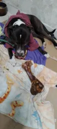 Brutos