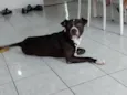 Brutos