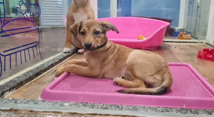 Cachorro raça SRD idade 2 a 6 meses nome CLÉO