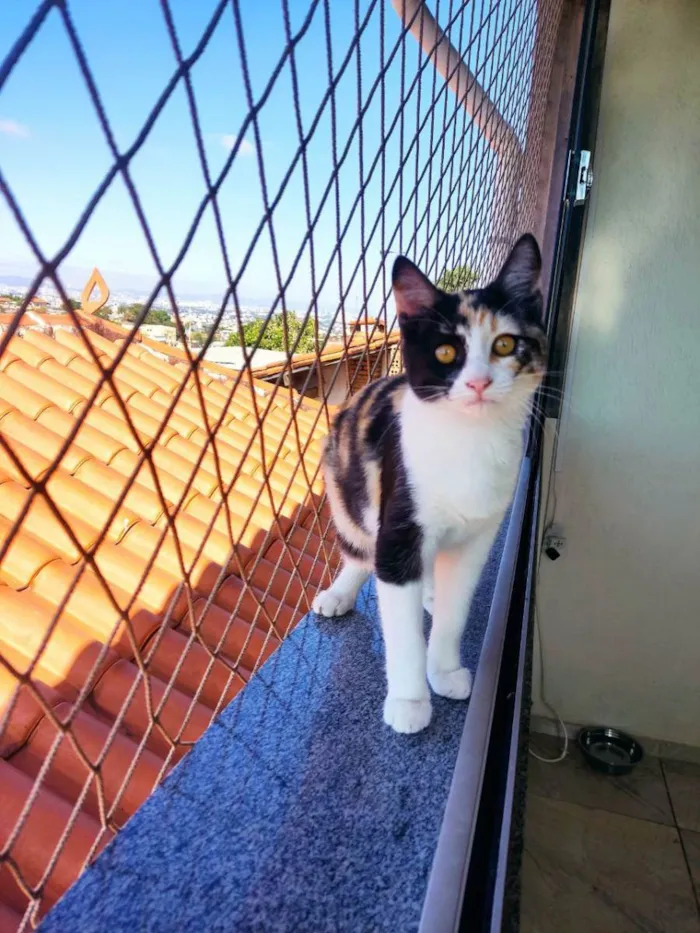 Gato raça SRD idade 2 a 6 meses nome Rouge
