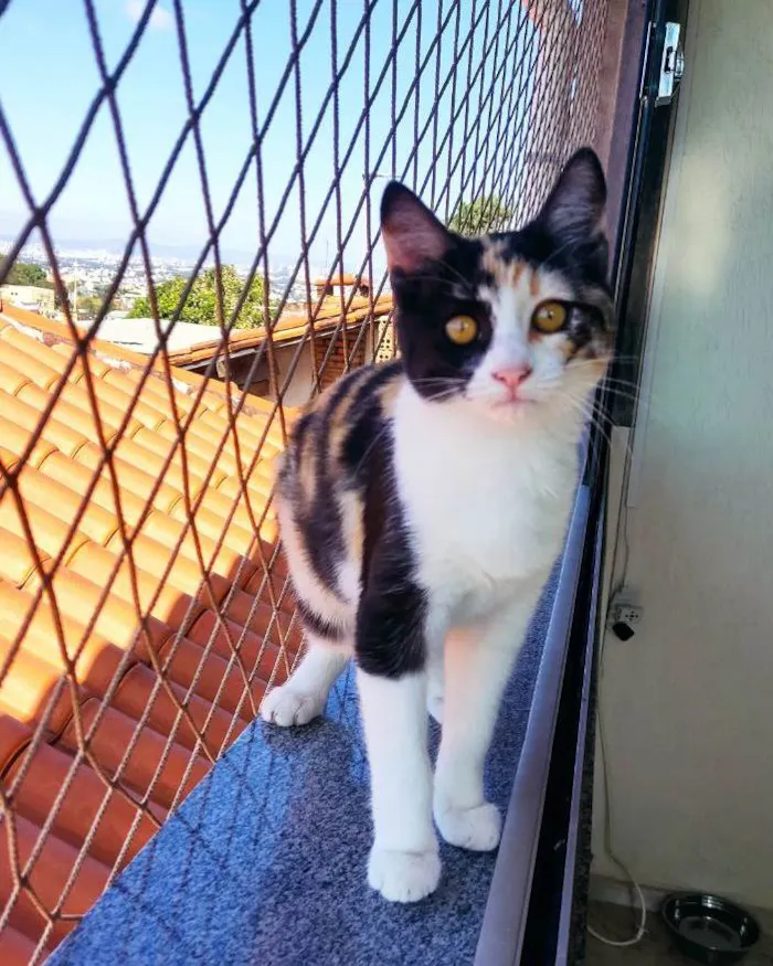 Gato raça SRD idade 2 a 6 meses nome Rouge