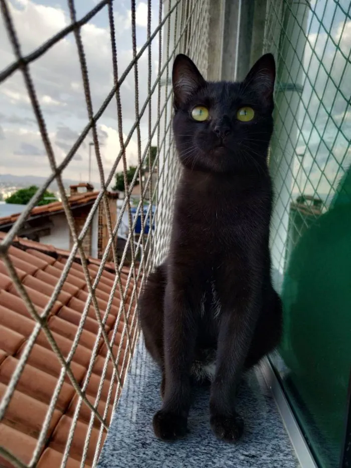 Gato raça SRD idade 2 a 6 meses nome Sonic