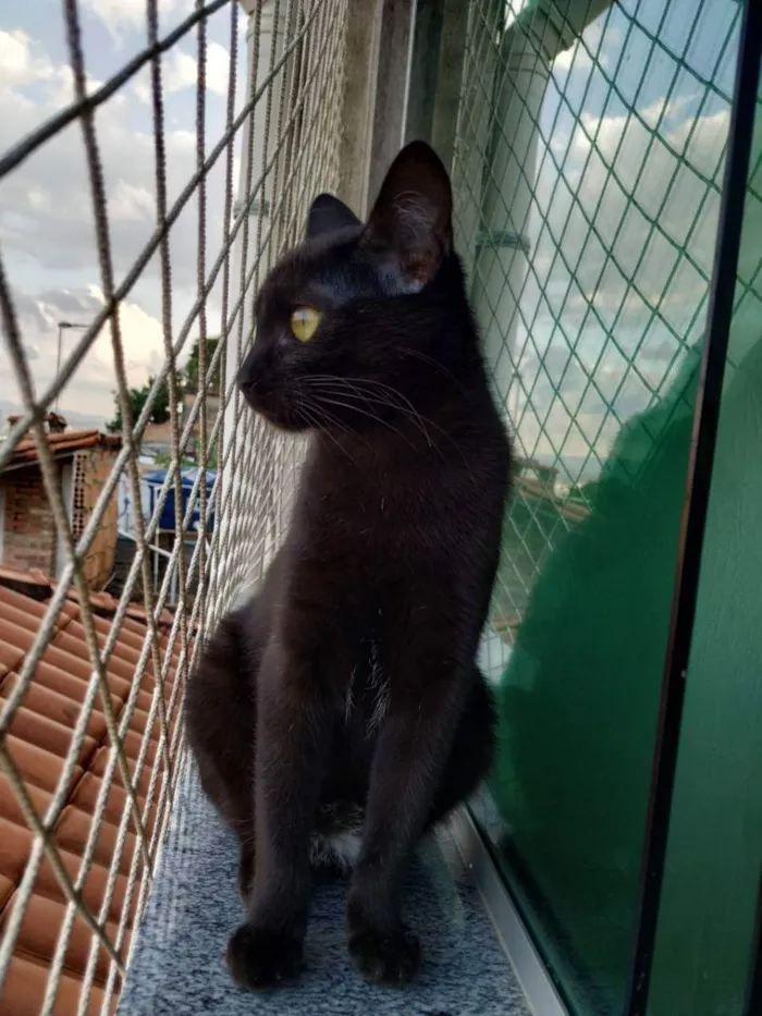 Gato raça SRD idade 2 a 6 meses nome Sonic
