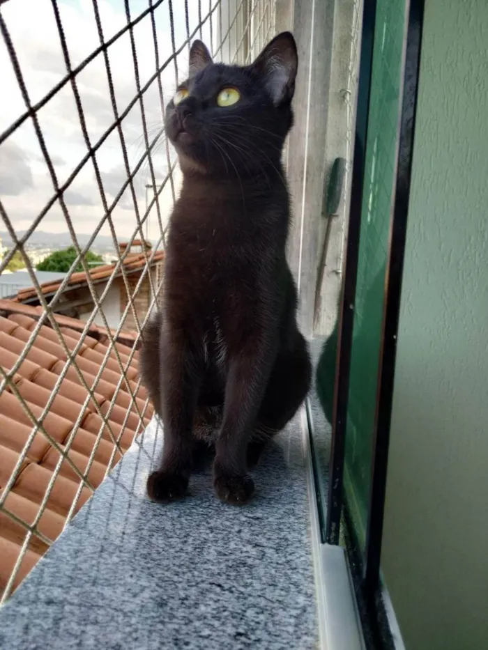 Gato raça SRD idade 2 a 6 meses nome Sonic