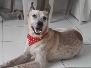 Cachorro raça Srd idade 2 anos nome Dorinha 