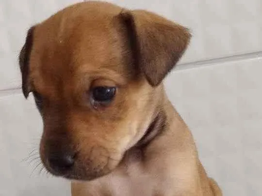 Cachorro ra a Srd idade Abaixo de 2 meses nome Dom