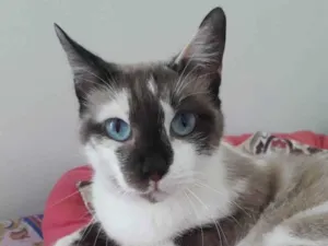 Gato raça Srd idade 1 ano nome Pandora
