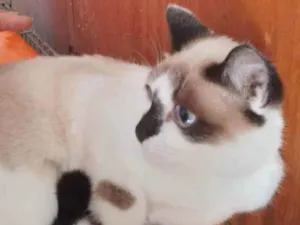 Gato raça Srd idade 2 a 6 meses nome Misty