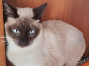 Gato raça Srd idade 2 a 6 meses nome Malu