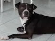 Brutos