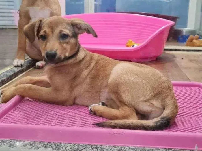 Cachorro raça SRD idade 2 a 6 meses nome CLÉO