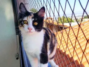 Gato raça SRD idade 2 a 6 meses nome Rouge