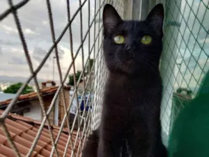 Gato raça SRD idade 2 a 6 meses nome Sonic