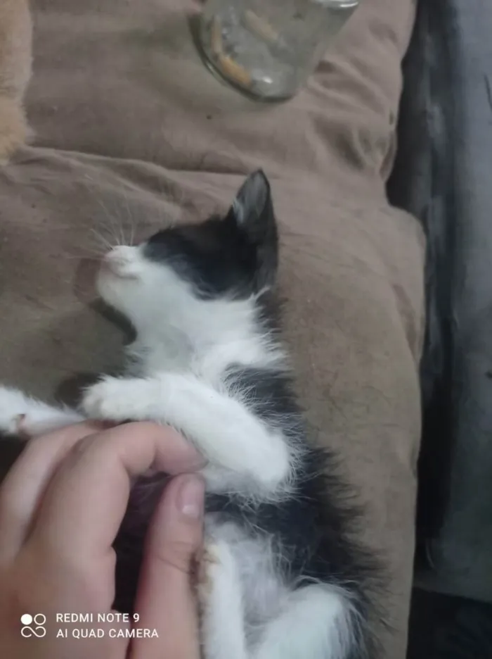 Gato ra a Vira lata idade 2 a 6 meses nome Filhotes