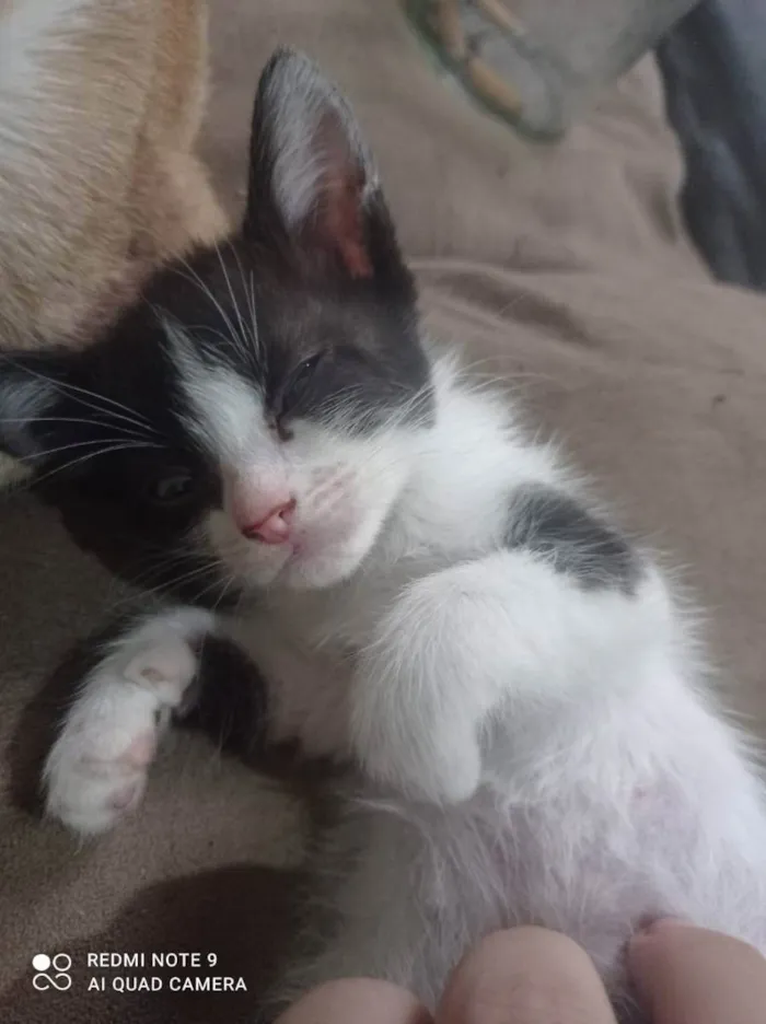 Gato ra a Vira lata idade 2 a 6 meses nome Filhotes