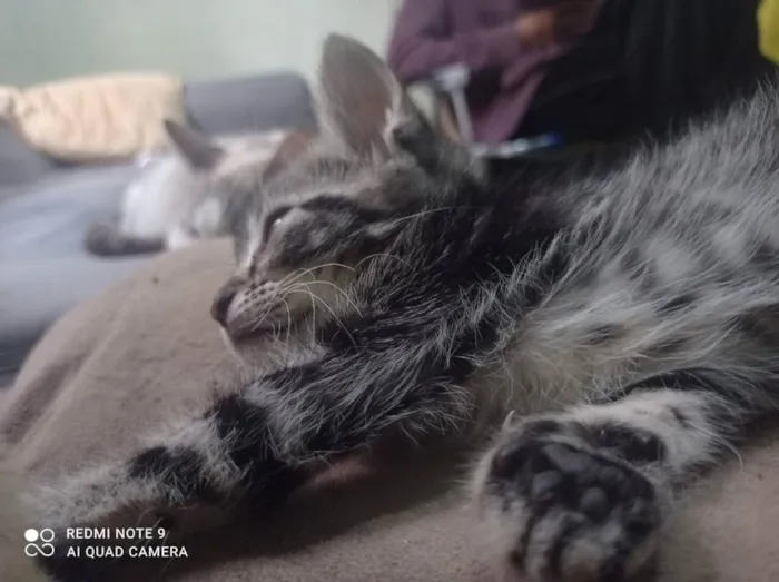 Gato ra a Vira lata idade 2 a 6 meses nome Filhotes