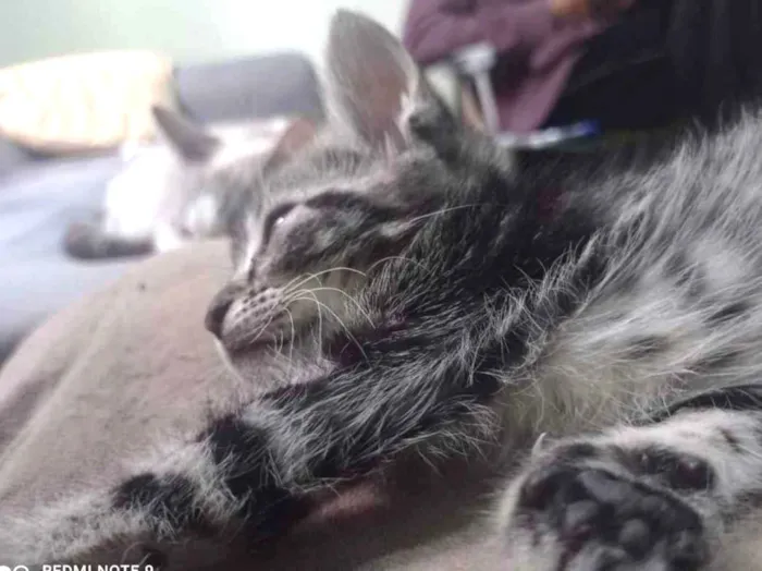 Gato ra a Vira lata idade 2 a 6 meses nome Filhotes
