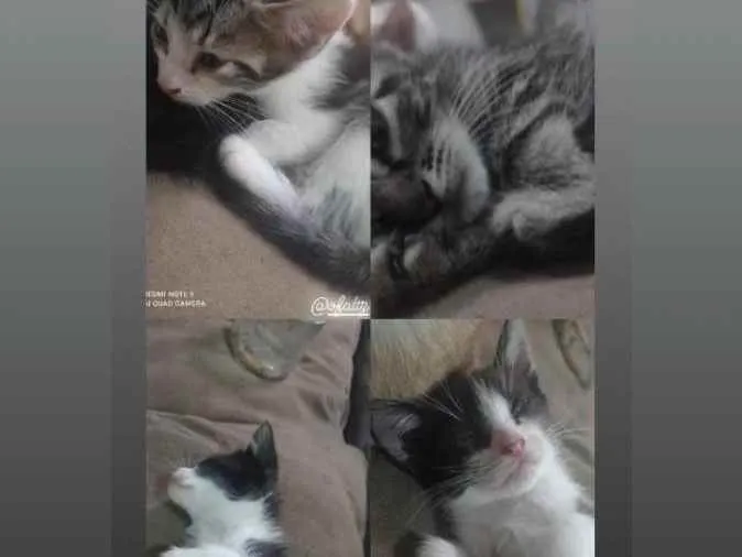 Gato ra a Vira lata idade 2 a 6 meses nome Filhotes