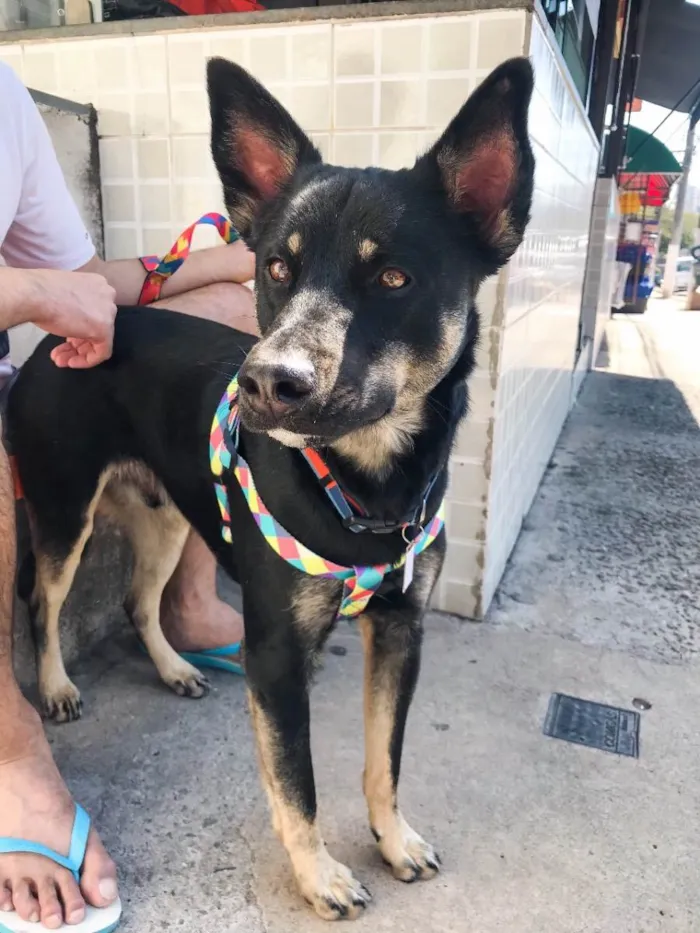 Cachorro ra a Sem raça definida  idade 2 anos nome Chocolate 