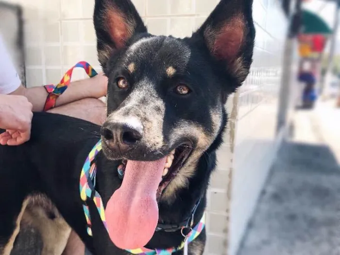 Cachorro ra a Sem raça definida  idade 2 anos nome Chocolate 